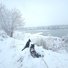 Two black and white dogs resting in deep snow overlooking a partially frozen river surrounded by snow-covered trees and bushes under an overcast sky